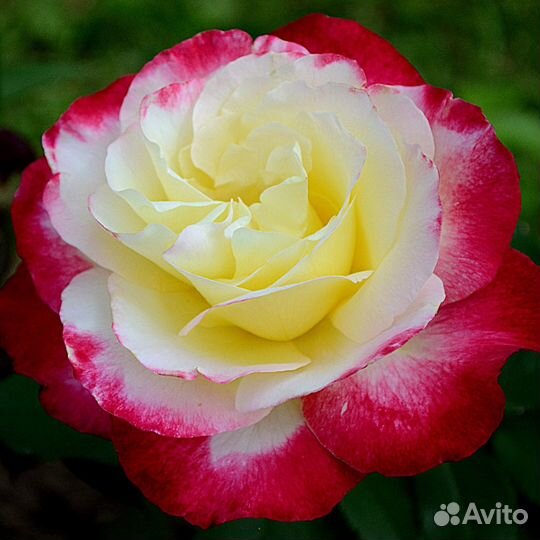 Саженцы роз