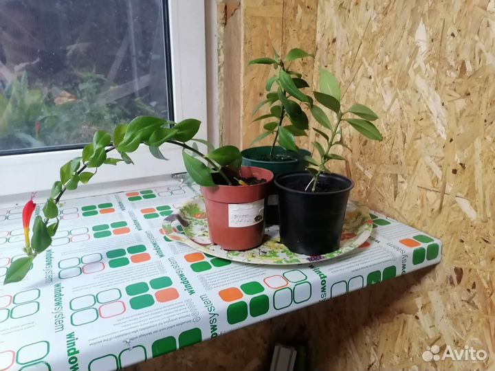 Эсхинантус жар птица