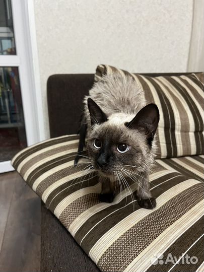 Сиамская кошка