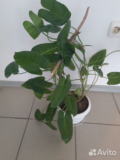 Сингониум ножколистный