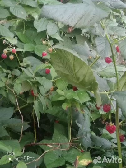 Малина Геракл, Тибетская малина