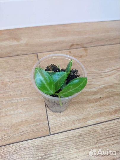 Комнатные растения.Разные