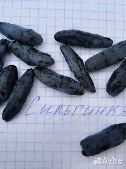 Саженцы сладкой жимолости