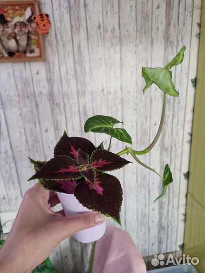 Комнатные цветы,эписции, колеусы