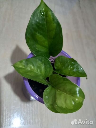 Цветы разные