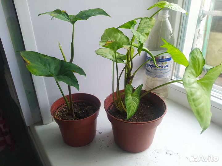 Продам цветы комнатные