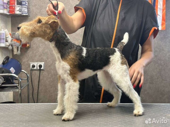 Тримминг собак