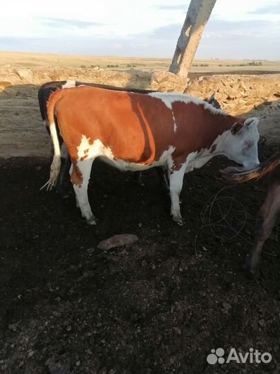 Тёлки, быки