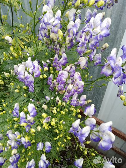 Аконит,вероники