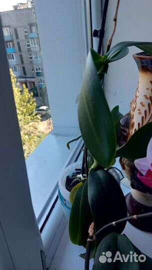 Дендробиум фаленопсис