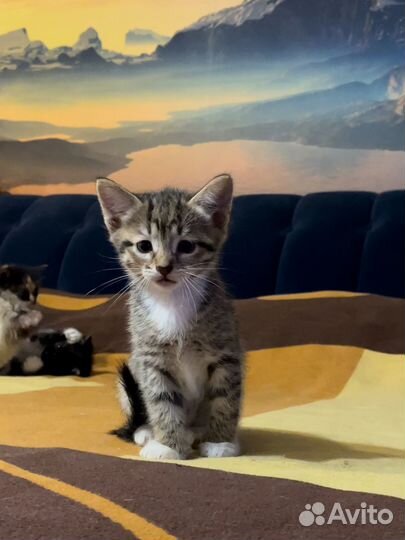 Котята в добрые руки бесплатно