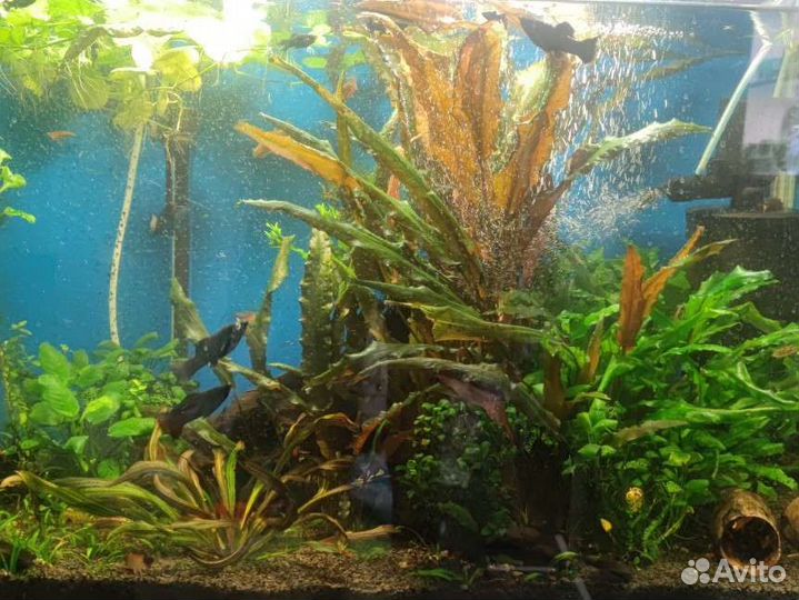 Аквариум