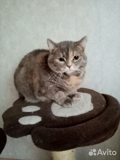 Пушинка в любящие руки