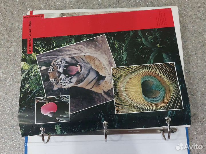 Древо познания