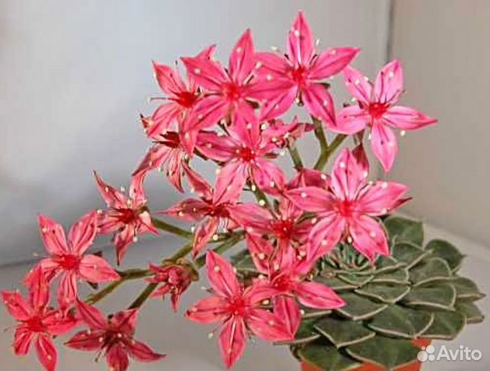 Кактусы и суккуленты. Граптопеталум. Эхеверия