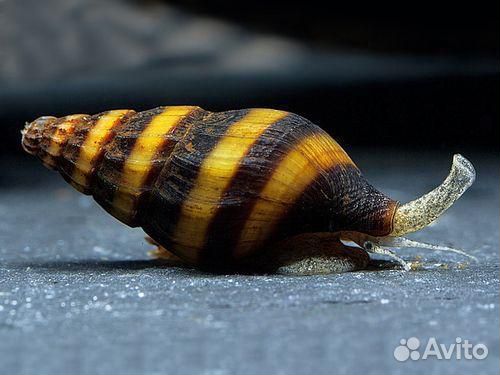 Улитка хищная Хелена