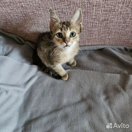 Кошечка в добрые руки