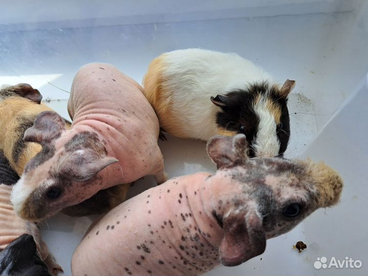 Морские свинки голые скинни,ген скинни