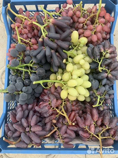 Саженцы черенки винограда Рошфор