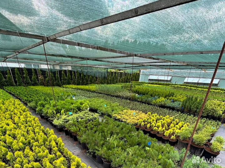 Черенки туи смарагд опт