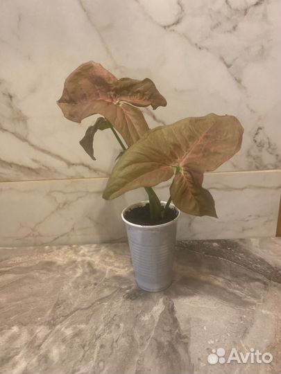 Сингониум neon pink