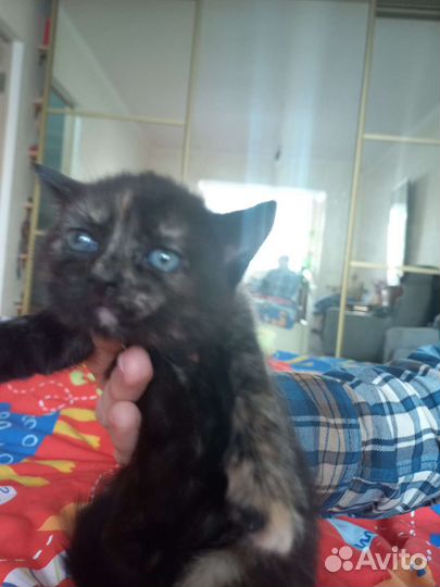 Кошки в добрые руки бесплатно