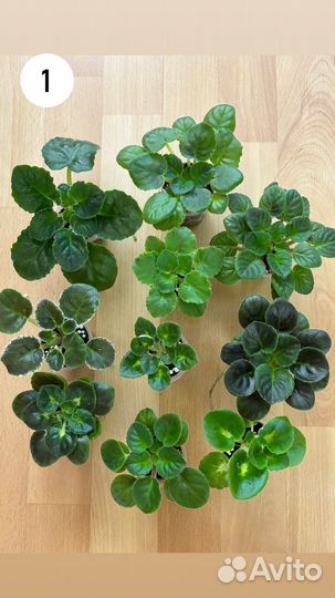 Сортовые фиалки