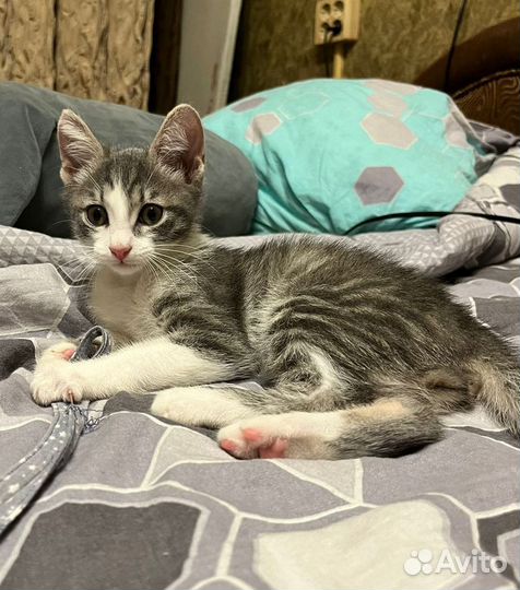 Гном 2 месяца