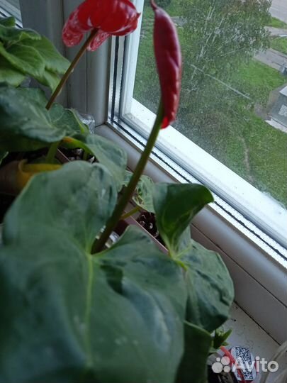 Антуриум отростки