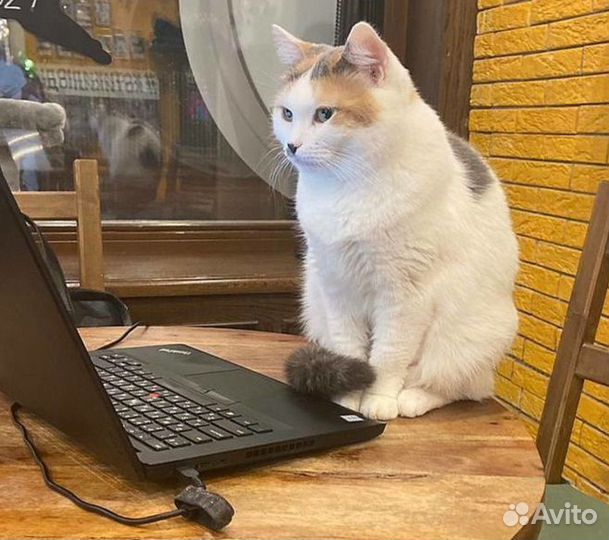 Плюшечка-ласкушечка