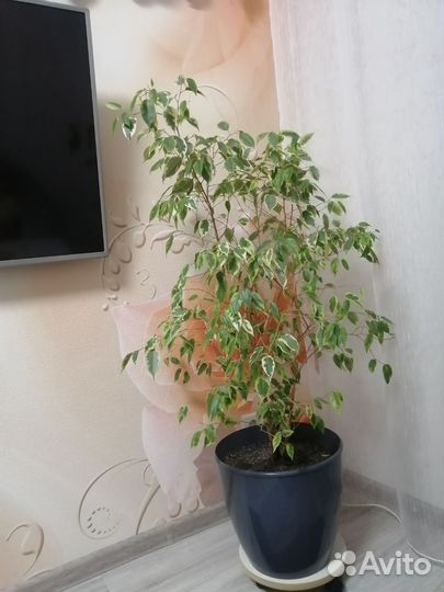 Фикус бенджамина