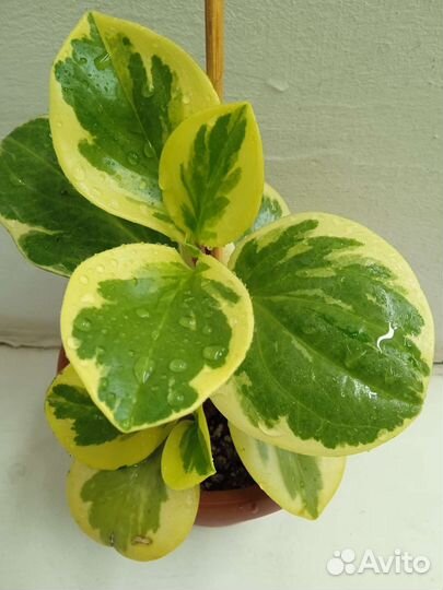Пеперомия вариегатная