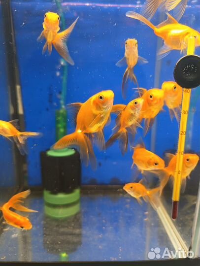 Улитка Теодоксус/Гуппи/Гурами мрамор/Золотые рыбки