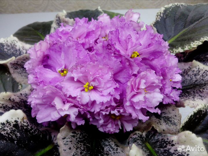 Продам детки сортовых фиалок