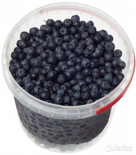 Свежая черника с доставкой прямо из леса