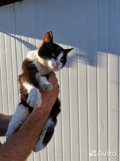 Молодая кошечка в добрые руки