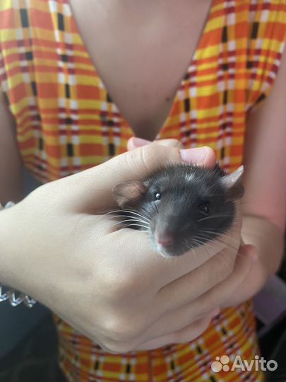 Отдам крысеныша жорика