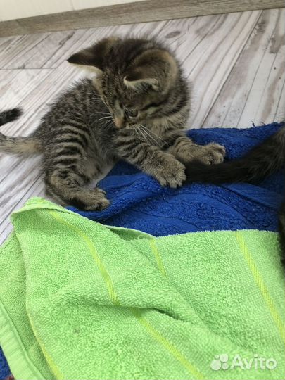 Ищем котику дом