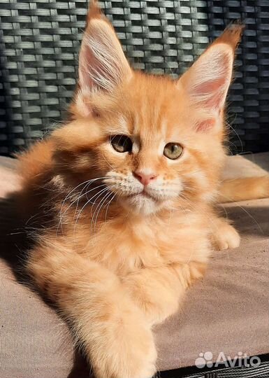 Котята мейн-кун