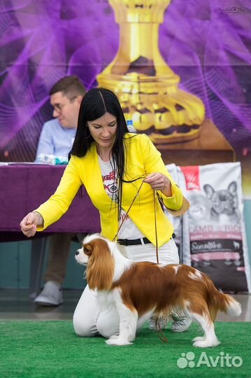 Кавалер кинг чарльз спаниель вязка