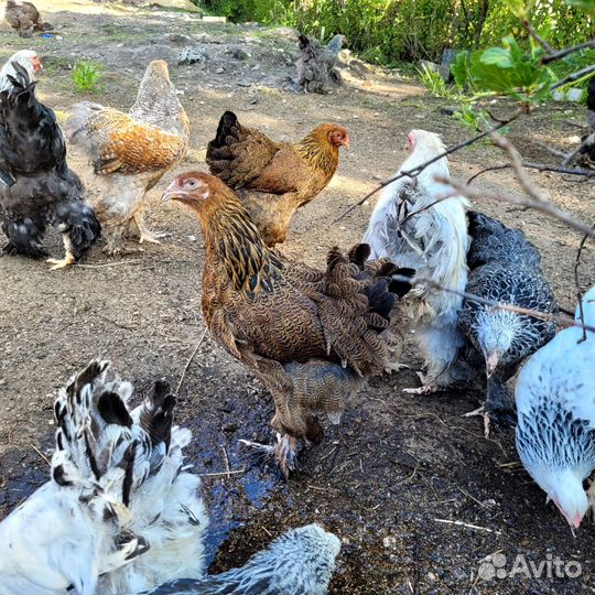 Петухи Брама молодые