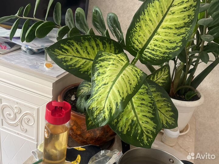 Диффенбахия