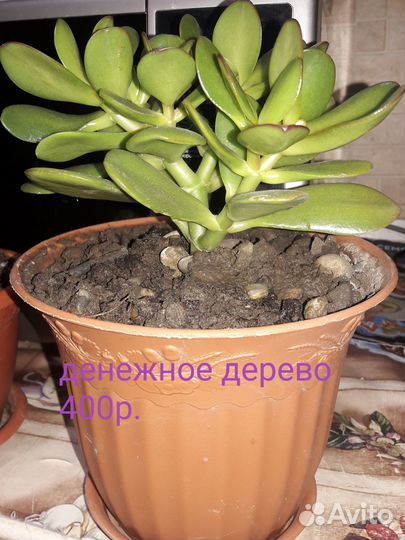 Цветы комнатные