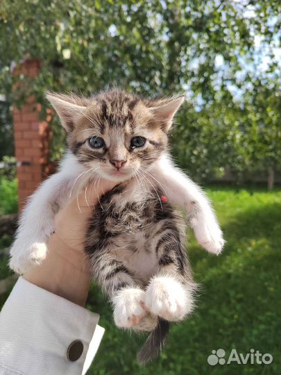 Котята