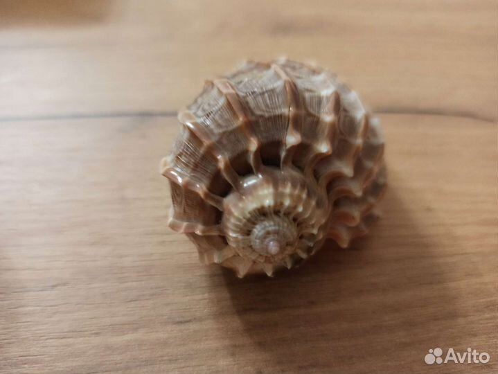 Морская раковина