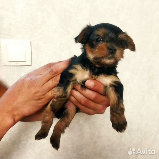 Щенки йорка бронь