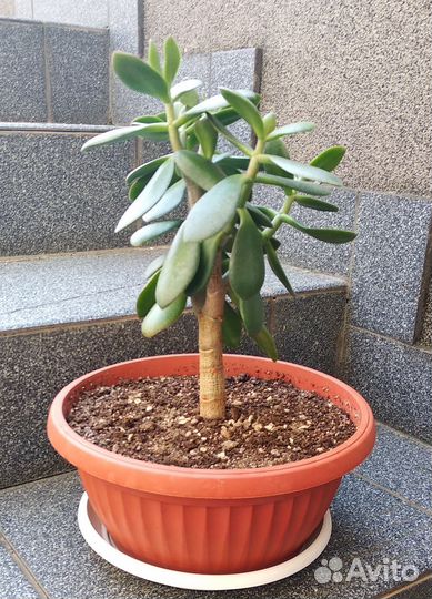 Толстянка денежное дерево