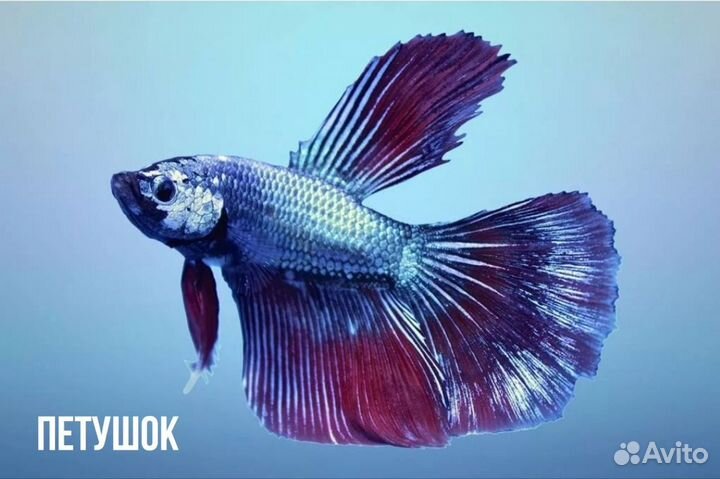 Аквариумные рыбки