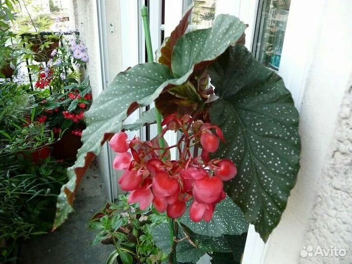 Бегония Коралловая