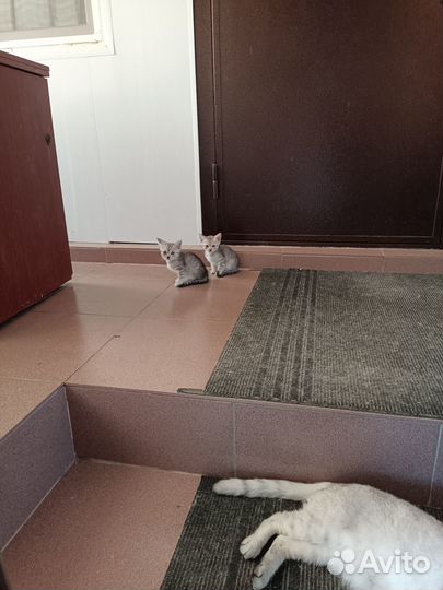 Котята в добрые руки, приучены к лотку